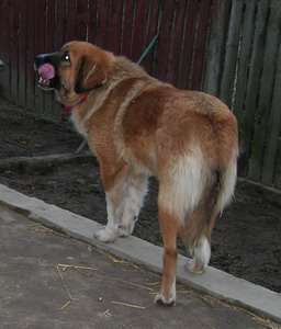 Tara