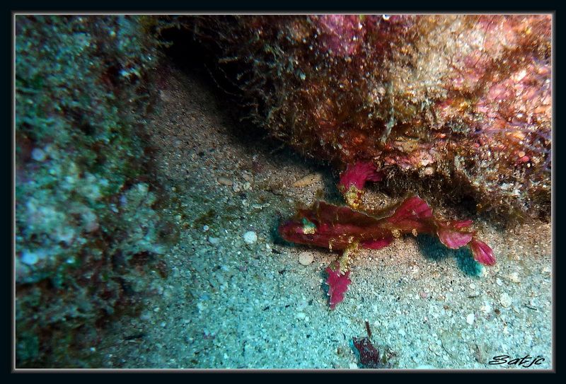 Divers poissons Mauriciens P1000485