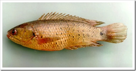 ikan betok puyu Anabas testudineus 6