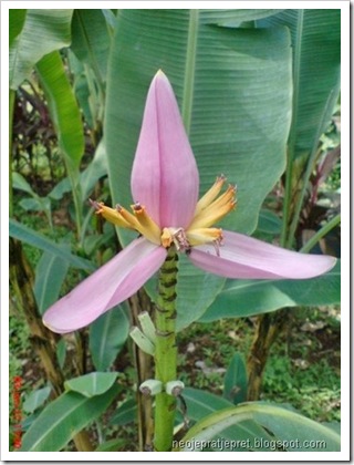 jantung pisang berdiri tegak 02