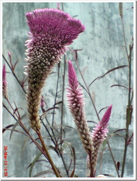 bunga boroco unik berujung lebar