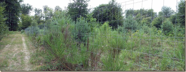 espace de régénération_route du sanglier espace de régénération_route du sanglier