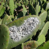 Cochinilla
