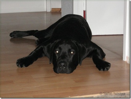 brody_0866 brody_0866