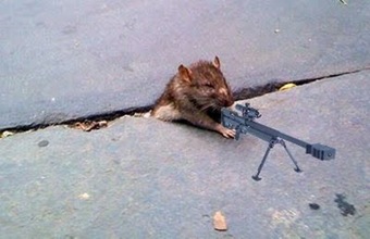 rat 6