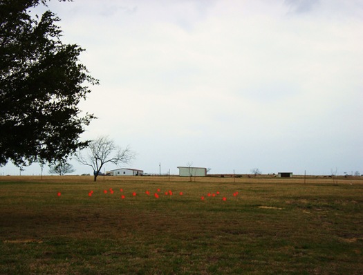 blossoms and barn 012