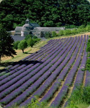 steve-vidler-senaque-abbey-and-lavender-fields-gordes-provence-france