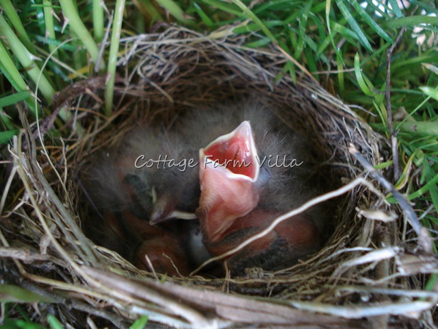 birds nest (15)