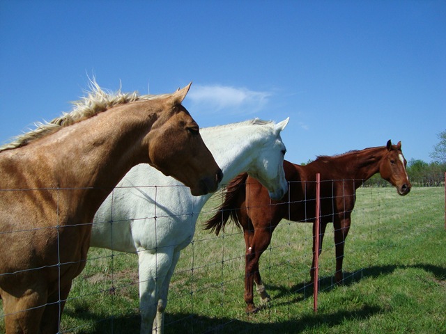horses 025