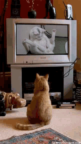224-cat-tv-porn