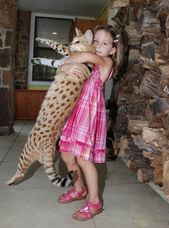 gato migallinero (2)