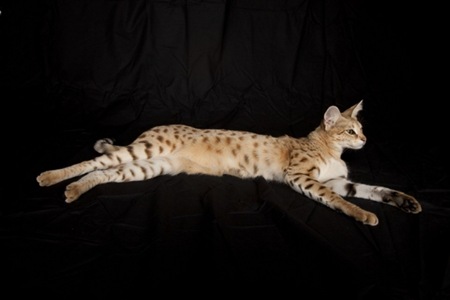 gato migallinero (5)
