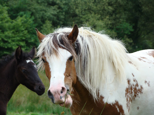 Vos plus belles grimaces de cheval et photos gag .... - Page 5 DSC06013