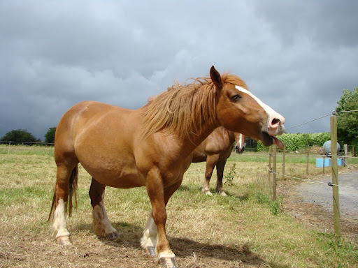 Vos plus belles grimaces de cheval et photos gag .... - Page 5 DSC05977