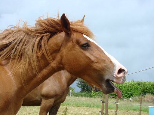 Vos plus belles grimaces de cheval et photos gag .... - Page 5 DSC05979