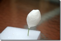 sugarpasterose 004 sugarpasterose 004