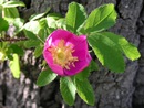 Prickly Rose (Rosa acicularis)
