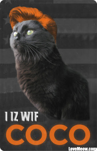 cat with coco conan o'brien cat with coco conan o'brien