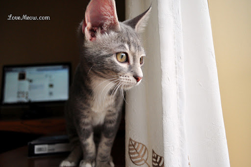 cute gray kitten cute gray kitten