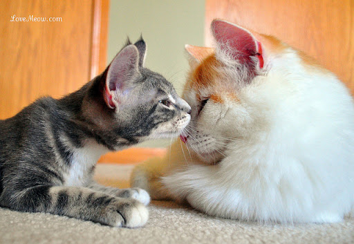 cute kitten giving cat brother a kiss cute kitten giving cat brother a kiss