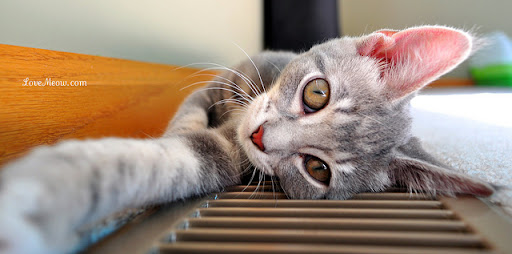 cute gray kitten cute gray kitten