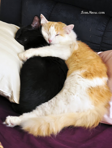 cute cats cuddling snuggling