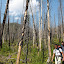Mik and Duy walking through hundred of burned out trees on Monday