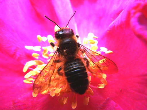 mouche sur sa fleur rose et violette