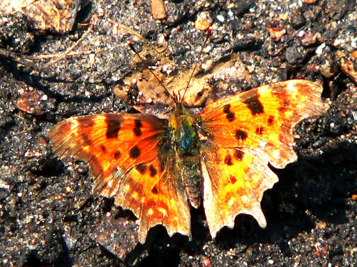 papillon jaune orange rouge marron et noir ailes ouvertes sur fond marron