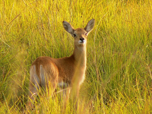 jeune cob de Buffon parc de la Pendjari Bénin