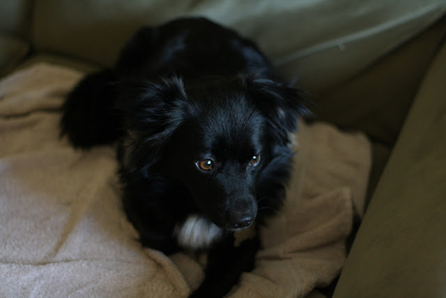 corey rescue dog
