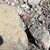 Kazbek2008 045.jpg, Mount Kazbek Solo Climb 2008
