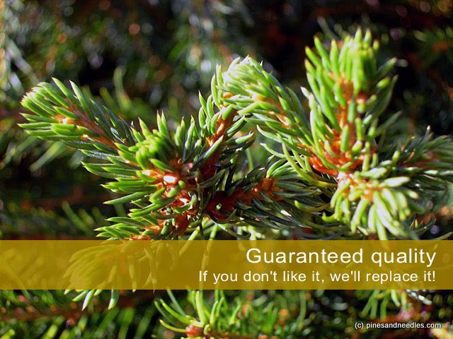 Guaranteed quality. If you don\'t like it, we\'ll replace it! | http://www.pinesandneedles.com/Buy/Real-Christmas-Trees/
