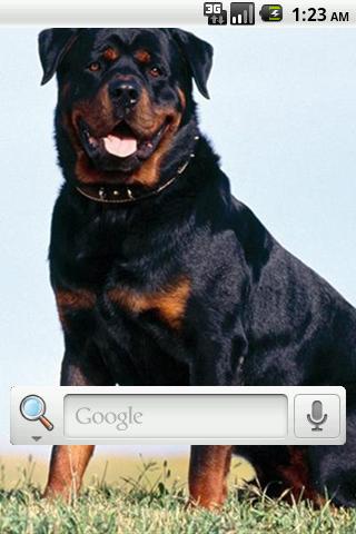 Rottweiler Live Wallpaper