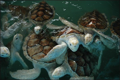 injured-turtles-at-the-conservation-site