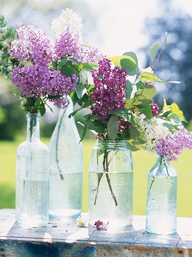 midwestlivinglilacs