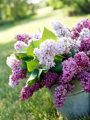 [midwestlilacs2[8].jpg]