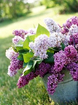 midwestlilacs2