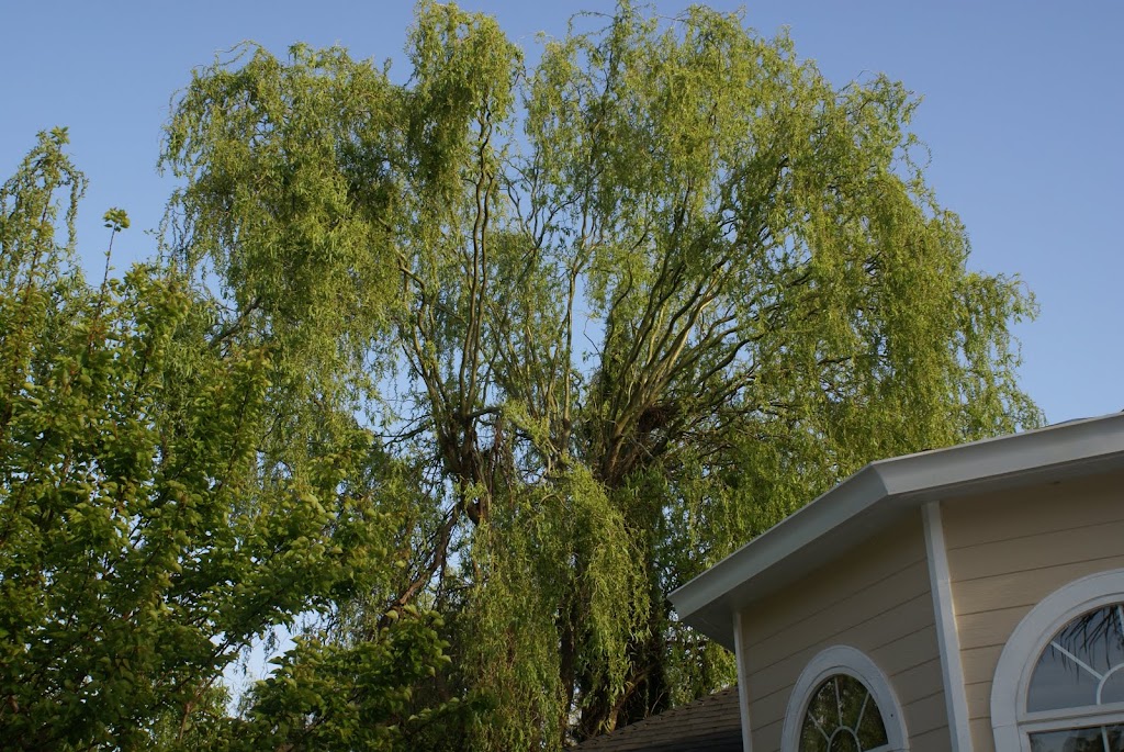 Tree 1 