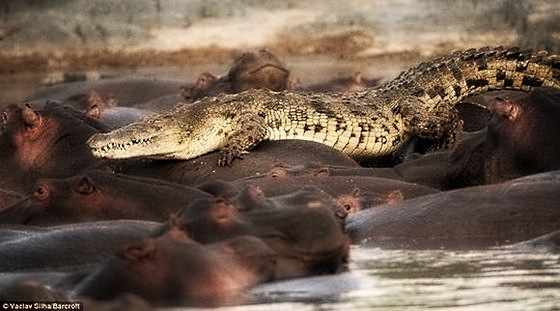 [hippo-attacked-the-crocodile01[5].jpg]