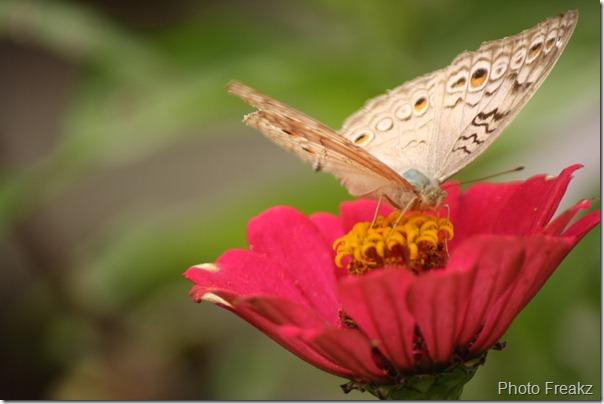 Beauty of Nature Butterfly
