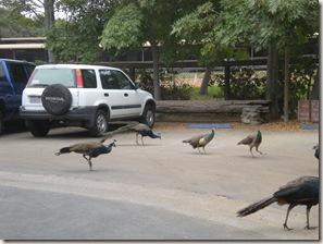 Irvine park peacocks