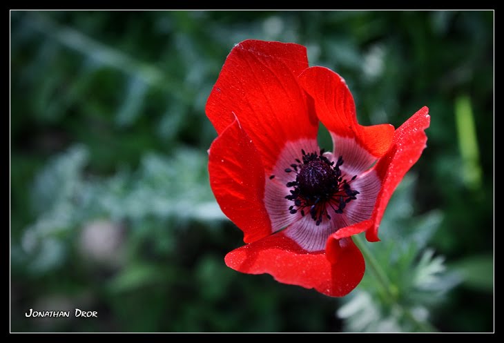 Beautyish by Jonathan Dror Photography