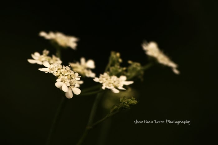 Small White by Jonathan Dror Photography