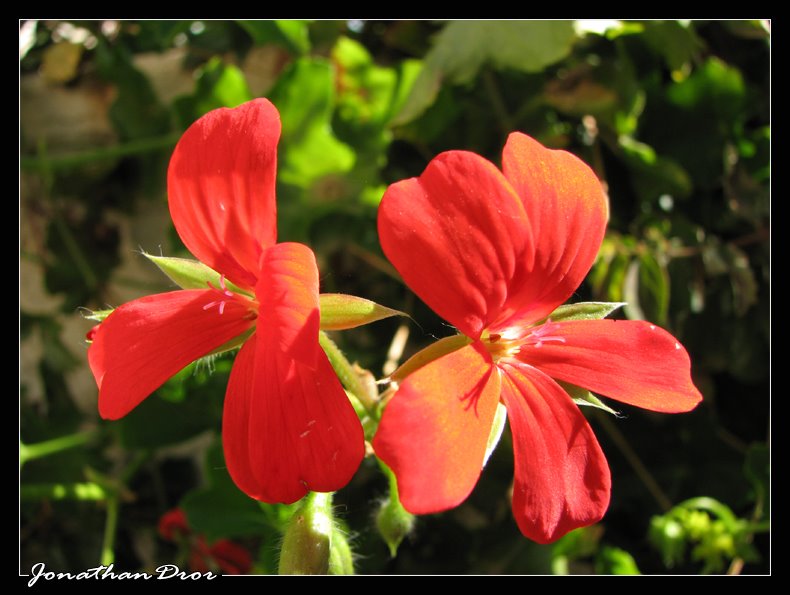 Geranium In The Garden - Jonathan Dror Photography