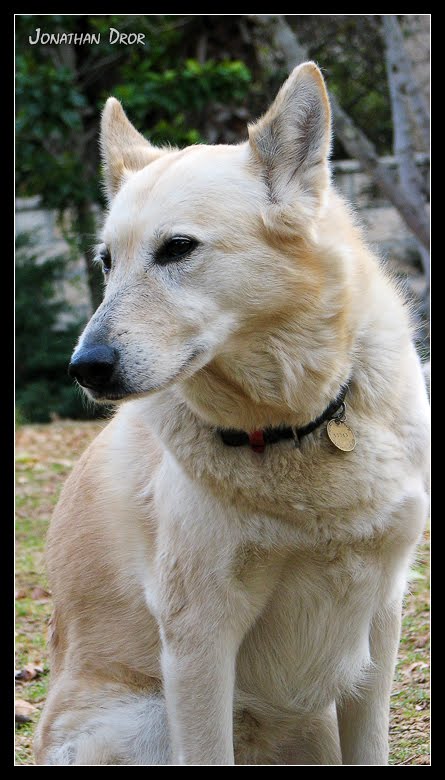 Noble by Jonathan Dror Photography