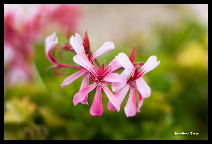 Wide Open by Jonathan Dror Photography