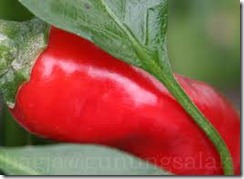 CABE MERAH CABE MERAH