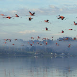flamencos