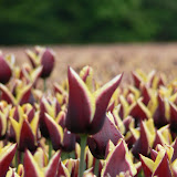  &ndash;  &ndash; 01-May-2010